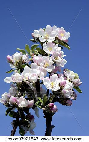 "Twig with Apple flowers (Malus sp. ), Sweden, Europe" View Large Photo Image Stock Image - "Twig with Apple flowers (Malus sp. ), Sweden, Europe". Fotosearch