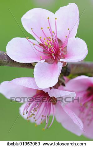 Stock Photo - Twig with Peach blossoms (Prunus persica). Fotosearch