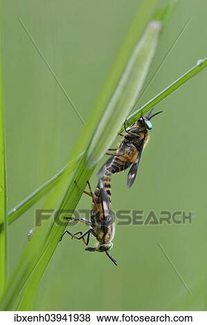 "Twin-lobed deerfly (Chrysops relictus), mating, Emsland, Lower Saxony, Germany, Europe" View Large Photo Image Stock Photo - "Twin-lobed deerfly (Chrysops relictus), mating, Emsland, Lower Saxony, Germany, Europe". Fotosearch
