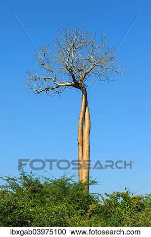 "Twisted Baobab trees (Adansonia grandidieri), Belo sur Tsiribihina, Morondava, Toliara province, Madagascar, Africa" View Large Photo Image Stock Image - "Twisted Baobab trees (Adansonia grandidieri), Belo sur Tsiribihina, Morondava, Toliara province, Madagascar, Africa". Fotosearch