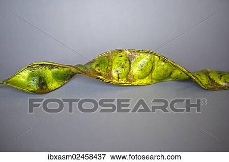 Twisted Cluster Bean or Stink Bean View Large Photo Image Stock Photo - Twisted Cluster Bean or Stink Bean. Fotosearch
