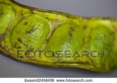 Stock Photo - Twisted Cluster Bean or Stink Bean. Fotosearch