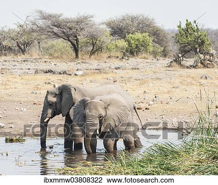 "Two African Bush Elephants (Loxodonta africana) standing in the water while drinking, Koinachas Waterhole, Etosha National Park, Namibia, Africa" View Large Photo Image Stock Image - "Two African Bush Elephants (Loxodonta africana) standing in the water while drinking, Koinachas Waterhole, Etosha National Park, Namibia, Africa". Fotosearch