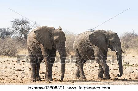 Stock Image - "Two African Bush Elephants (Loxodonta africana), Etosha National Park, Namibia, Africa". Fotosearch
