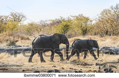 Stock Image - "Two African Elephants (Loxodonta africana) marching, Etosha National Park, Namibia, Africa". Fotosearch