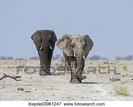 "Two African Elephants (Loxodonta africana) walking on rocky ground, Etosha National Park, Namibia, Africa" View Large Photo Image Stock Photo - "Two African Elephants (Loxodonta africana) walking on rocky ground, Etosha National Park, Namibia, Africa". Fotosearch