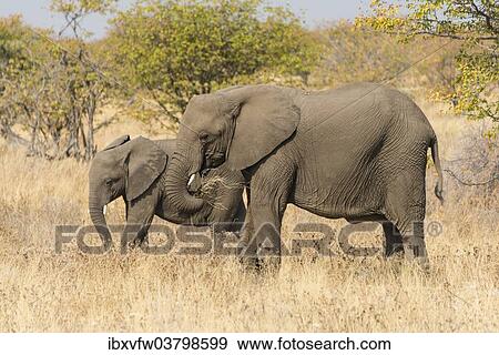 "Two African Elephants (Loxodonta africana), Etosha National Park, Namibia, Africa" View Large Photo Image Stock Photo - "Two African Elephants (Loxodonta africana), Etosha National Park, Namibia, Africa". Fotosearch