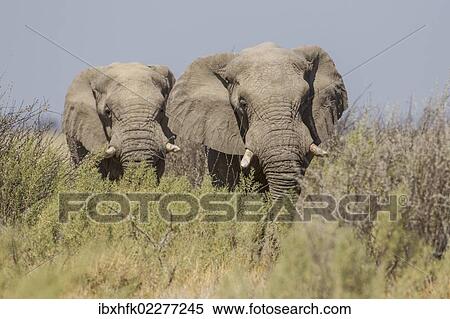 Stock Photography - "Two African elephants (Loxodonta africana), Etosha National Park, Namibia, Africa". Fotosearch