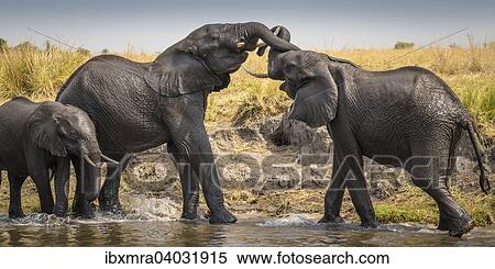 "Two African Elephants (Loxodonta africana) fighting with each other, Chobe River, Chobe National Park, Botswana, Africa" View Large Photo Image Stock Photography - "Two African Elephants (Loxodonta africana) fighting with each other, Chobe River, Chobe National Park, Botswana, Africa". Fotosearch