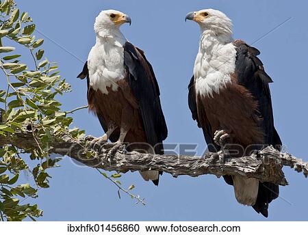 "Two African Fish Eagles (Haliaeetus vocifer), Chobe National Park, Botswana, Africa" View Large Photo Image Stock Image - "Two African Fish Eagles (Haliaeetus vocifer), Chobe National Park, Botswana, Africa". Fotosearch