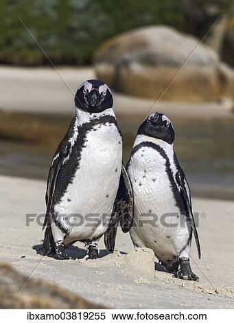 "Two African Penguins (Spheniscus demersus), standing, Boulders Beach, Western Cape, South Africa, Africa" View Large Photo Image Stock Photography - "Two African Penguins (Spheniscus demersus), standing, Boulders Beach, Western Cape, South Africa, Africa". Fotosearch