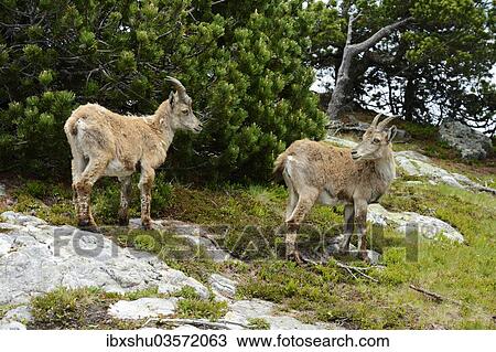 "Two Alpine Ibexes (Capra ibex) during change of coat, Bernese Oberland, Canton of Bern, Switzerland, Europe" View Large Photo Image Stock Image - "Two Alpine Ibexes (Capra ibex) during change of coat, Bernese Oberland, Canton of Bern, Switzerland, Europe". Fotosearch