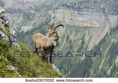 "Two Alpine Ibexes (Capra ibex) in steep terrain, Bernese Oberland, Canton of Bern, Switzerland, Europe" View Large Photo Image Stock Image - "Two Alpine Ibexes (Capra ibex) in steep terrain, Bernese Oberland, Canton of Bern, Switzerland, Europe". Fotosearch