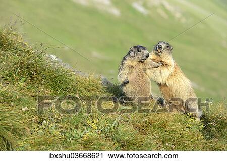 Stock Image - "Two Alpine Marmots (Marmota marmota), fighting with each other, Grossglockner, Hohe Tauern National Park, Tyrol, Austria, Europe". Fotosearch