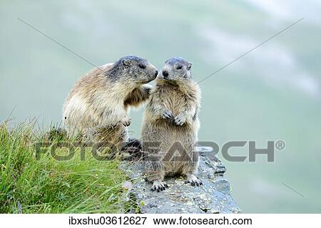Stock Photo - "Two Alpine Marmots (Marmota marmota) sniffing each other, Grossglockner, Hohe Tauern National Park, Tyrol, Austria, Europe". Fotosearch