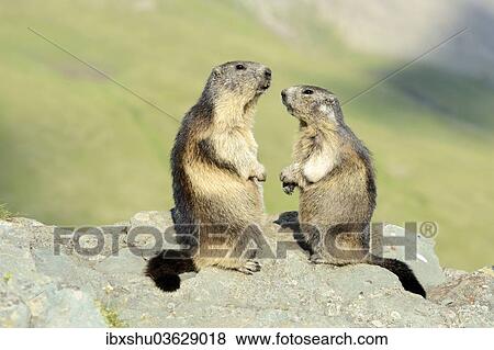 "Two Alpine Marmots (Marmota marmota), standing on rocks, Grossglockner, Hohe Tauern National Park, Tyrol, Austria, Europe" View Large Photo Image Stock Photo - "Two Alpine Marmots (Marmota marmota), standing on rocks, Grossglockner, Hohe Tauern National Park, Tyrol, Austria, Europe". Fotosearch