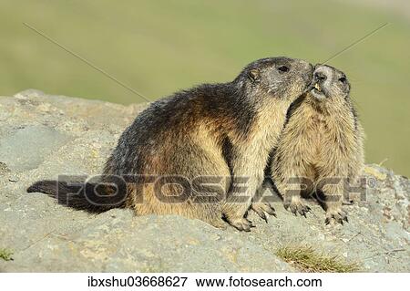 "Two Alpine Marmots (Marmota marmota), sniffing each other, Grossglockner, Hohe Tauern National Park, Tyrol, Austria, Europe" View Large Photo Image Stock Photo - "Two Alpine Marmots (Marmota marmota), sniffing each other, Grossglockner, Hohe Tauern National Park, Tyrol, Austria, Europe". Fotosearch