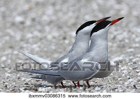 "Two Arctic Terns (Sterna paradisaea), East Frisian Islands, East Frisia, Lower Saxony, Germany, Europe" View Large Photo Image Stock Photography - "Two Arctic Terns (Sterna paradisaea), East Frisian Islands, East Frisia, Lower Saxony, Germany, Europe". Fotosearch