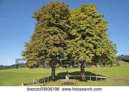 "Two autumnal Large-leaved Lime trees (Tilia platyphyllos) with a bench and a crucifix, Engelhirsch, Oberallgau, Allgau, Bavaria, Germany, Europe" View Large Photo Image Stock Photograph - "Two autumnal Large-leaved Lime trees (Tilia platyphyllos) with a bench and a crucifix, Engelhirsch, Oberallgau, Allgau, Bavaria, Germany, Europe". Fotosearch