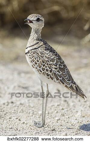 Stock Photo - "Two-banded courser (Rhinoptilus africanus), Etosha National Park, Namibia, Africa". Fotosearch