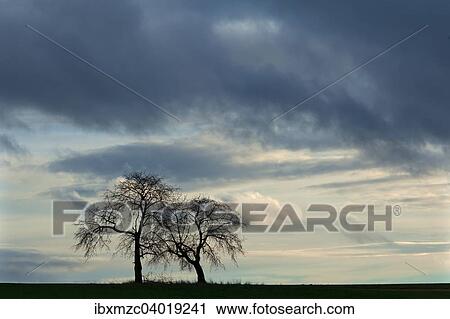 Stock Image - "Two bare fruit trees as silhouettes against rain clouds, Bavaria, Deurschland". Fotosearch