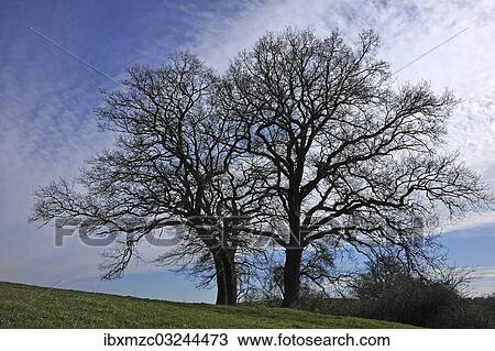 "Two bare oak trees (Quercus), Bentin, Rognitz, Mecklenburg-Western Pomerania, Germany, Europe" View Large Photo Image Stock Image - "Two bare oak trees (Quercus), Bentin, Rognitz, Mecklenburg-Western Pomerania, Germany, Europe". Fotosearch
