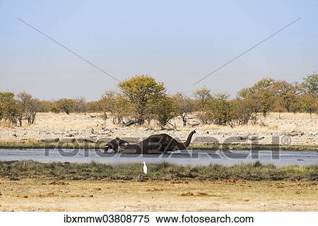 "Two bathing African Elephants (Loxodonta africana) in the water, Rietfontein waterhole, Etosha National Park, Namibia, Africa" View Large Photo Image Stock Photography - "Two bathing African Elephants (Loxodonta africana) in the water, Rietfontein waterhole, Etosha National Park, Namibia, Africa". Fotosearch