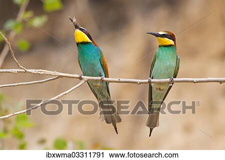 "Two Bee-eaters (Merops apiaster) perched on a twig, Saxony-Anhalt, Germany, Europe" View Large Photo Image Stock Image - "Two Bee-eaters (Merops apiaster) perched on a twig, Saxony-Anhalt, Germany, Europe". Fotosearch