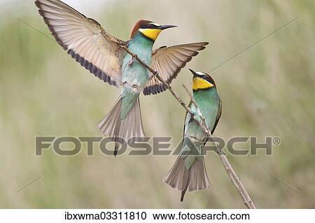 "Two Bee-eaters (Merops apiaster) preched on a twig, Saxony-Anhalt, Germany, Europe" View Large Photo Image Stock Image - "Two Bee-eaters (Merops apiaster) preched on a twig, Saxony-Anhalt, Germany, Europe". Fotosearch