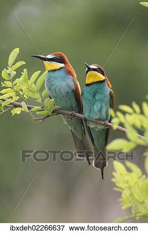 "Two bee-eaters (Merops apiaster), Hungary, Europe" View Large Photo Image Stock Photo - "Two bee-eaters (Merops apiaster), Hungary, Europe". Fotosearch