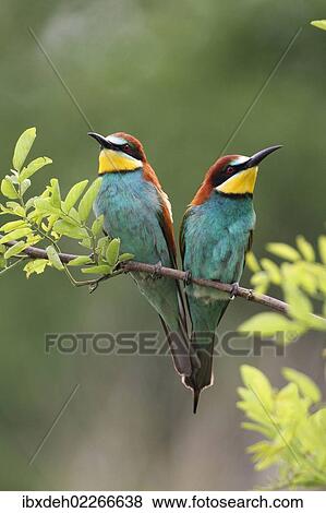 Stock Photo - "Two bee-eaters (Merops apiaster), Hungary, Europe". Fotosearch