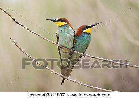 "Two Bee-eaters (Merops apiaster) perched on a twig, Saxony-Anhalt, Germany, Europe" View Large Photo Image Stock Photo - "Two Bee-eaters (Merops apiaster) perched on a twig, Saxony-Anhalt, Germany, Europe". Fotosearch