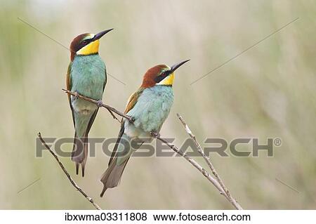 "Two Bee-eaters (Merops apiaster) perched on a twig, Saxony-Anhalt, Germany, Europe" View Large Photo Image Stock Photo - "Two Bee-eaters (Merops apiaster) perched on a twig, Saxony-Anhalt, Germany, Europe". Fotosearch