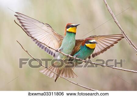 "Two Bee-eaters (Merops apiaster) perched on a twig, Saxony-Anhalt, Germany, Europe" View Large Photo Image Stock Photograph - "Two Bee-eaters (Merops apiaster) perched on a twig, Saxony-Anhalt, Germany, Europe". Fotosearch