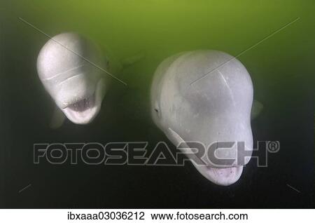 "Two Beluga whales (Delphinapterus leucas), Japan sea, Primorsky Krai, Russia, Europe" View Large Photo Image Stock Image - "Two Beluga whales (Delphinapterus leucas), Japan sea, Primorsky Krai, Russia, Europe". Fotosearch