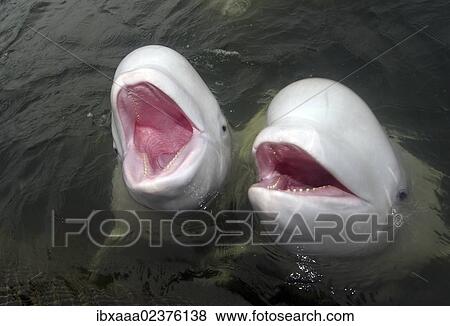 "Two Beluga whales (Delphinapterus leucas), Japan Sea, Primorsky Krai, Russian Federation, Far East" View Large Photo Image Stock Photo - "Two Beluga whales (Delphinapterus leucas), Japan Sea, Primorsky Krai, Russian Federation, Far East". Fotosearch