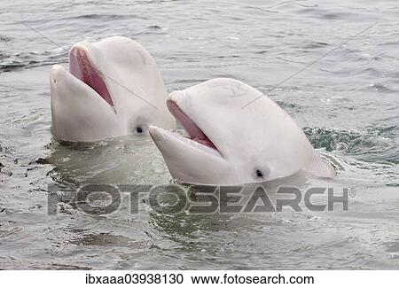 "Two Beluga Whales or White Whales (Delphinapterus leucas), Sea of Japan, Primorsky Krai, Russia, Europe" View Large Photo Image Stock Image - "Two Beluga Whales or White Whales (Delphinapterus leucas), Sea of Japan, Primorsky Krai, Russia, Europe". Fotosearch