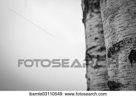 Stock Photo - "Two birch trunks in black and white, Seefeld, Oberbayern, Bavaria, Germany, Europe". Fotosearch