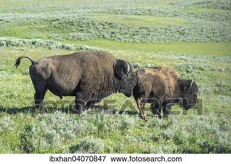 "Two Bisons (Bison bison), Yellowstone National Park, Wyoming, United States, North America" View Large Photo Image Stock Photo - "Two Bisons (Bison bison), Yellowstone National Park, Wyoming, United States, North America". Fotosearch