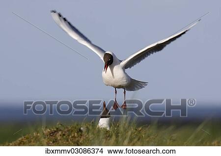 "Two Black-headed Gulls (Chroicocephalus ridibundus, formerly Larus ridibundus), East Frisian Islands, East Frisia, Lower Saxony, Germany, Europe" View Large Photo Image Picture - "Two Black-headed Gulls (Chroicocephalus ridibundus, formerly Larus ridibundus), East Frisian Islands, East Frisia, Lower Saxony, Germany, Europe". Fotosearch