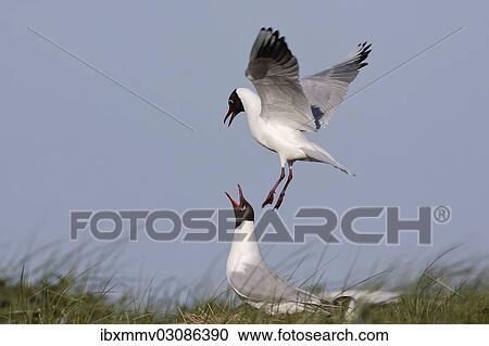 "Two Black-headed Gulls (Chroicocephalus ridibundus, formerly Larus ridibundus), East Frisian Islands, East Frisia, Lower Saxony, Germany, Europe" View Large Photo Image Stock Image - "Two Black-headed Gulls (Chroicocephalus ridibundus, formerly Larus ridibundus), East Frisian Islands, East Frisia, Lower Saxony, Germany, Europe". Fotosearch