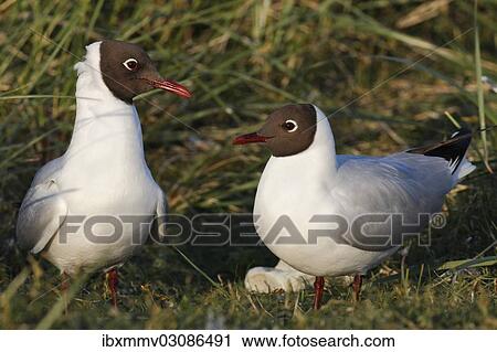 "Two Black-headed Gulls (Chroicocephalus ridibundus, formerly Larus ridibundus), East Frisian Islands, East Frisia, Lower Saxony, Germany, Europe" View Large Photo Image Stock Image - "Two Black-headed Gulls (Chroicocephalus ridibundus, formerly Larus ridibundus), East Frisian Islands, East Frisia, Lower Saxony, Germany, Europe". Fotosearch