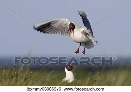 "Two Black-headed Gulls (Chroicocephalus ridibundus, formerly Larus ridibundus), East Frisian Islands, East Frisia, Lower Saxony, Germany, Europe" View Large Photo Image Stock Photo - "Two Black-headed Gulls (Chroicocephalus ridibundus, formerly Larus ridibundus), East Frisian Islands, East Frisia, Lower Saxony, Germany, Europe". Fotosearch