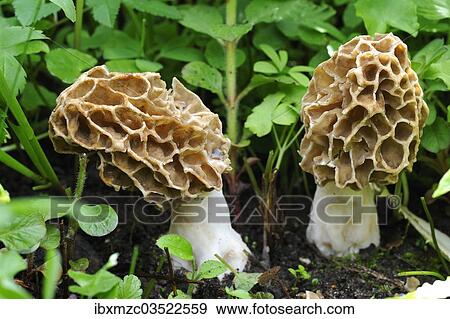 "Two Black Morels (Morchella elata), Eckental, Middle Franconia, Bavaria, Germany, Europe" View Large Photo Image Stock Photo - "Two Black Morels (Morchella elata), Eckental, Middle Franconia, Bavaria, Germany, Europe". Fotosearch