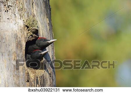 "Two Black Woodpeckers (Dryocopus martius), young birds, looking out of the nest hole, Biebrza National Park, Poland, Europe" View Large Photo Image Stock Image - "Two Black Woodpeckers (Dryocopus martius), young birds, looking out of the nest hole, Biebrza National Park, Poland, Europe". Fotosearch