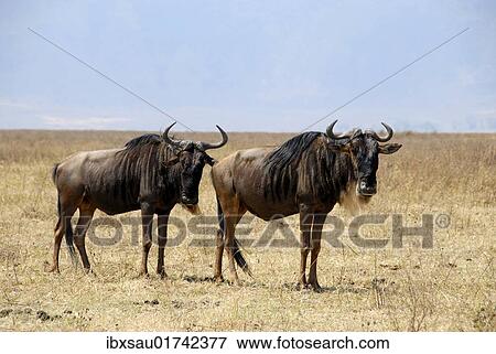 "Two Blue Wildebeests (Connochaetes taurinus) standing in the dry grasslands, Ngorongoro Crater, Serengeti National Park, Tanzania, Africa" View Large Photo Image Stock Photo - "Two Blue Wildebeests (Connochaetes taurinus) standing in the dry grasslands, Ngorongoro Crater, Serengeti National Park, Tanzania, Africa". Fotosearch