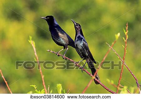 "Two Boat-tailed Grackles (Quiscalus major), males, Wakodahatchee Wetlands, Delray Beach, Florida, USA" View Large Photo Image Stock Image - "Two Boat-tailed Grackles (Quiscalus major), males, Wakodahatchee Wetlands, Delray Beach, Florida, USA". Fotosearch