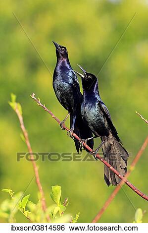 "Two Boat-tailed Grackles (Quiscalus major), males, calling, Wakodahatchee Wetlands, Delray Beach, Florida, USA" View Large Photo Image Stock Photograph - "Two Boat-tailed Grackles (Quiscalus major), males, calling, Wakodahatchee Wetlands, Delray Beach, Florida, USA". Fotosearch