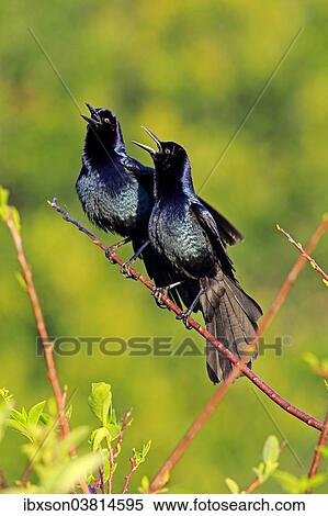 "Two Boat-tailed Grackles (Quiscalus major), males, calling, Wakodahatchee Wetlands, Delray Beach, Florida, USA" View Large Photo Image Stock Photography - "Two Boat-tailed Grackles (Quiscalus major), males, calling, Wakodahatchee Wetlands, Delray Beach, Florida, USA". Fotosearch