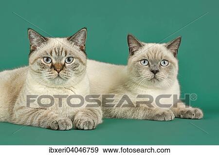 Two British Shorthair cats View Large Photo Image Stock Photo - Two British Shorthair cats. Fotosearch